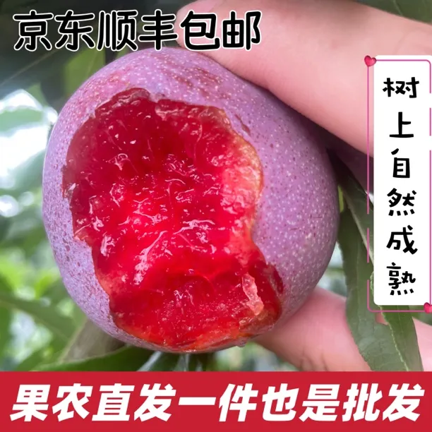 【农家生态果】福建红心芙蓉李桃型李三华李恐龙蛋脆甜多汁3-5斤