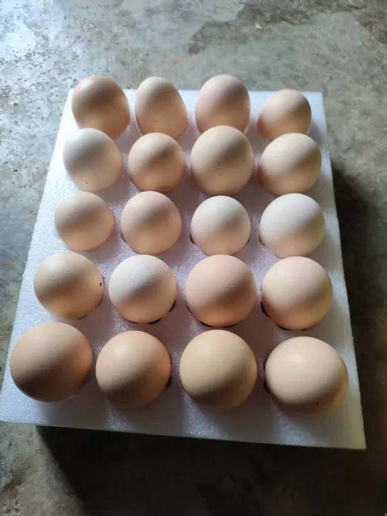 正宗农家散养四川宜宾高山林下生态散养本地乌骨鸡蛋新鲜土鸡蛋