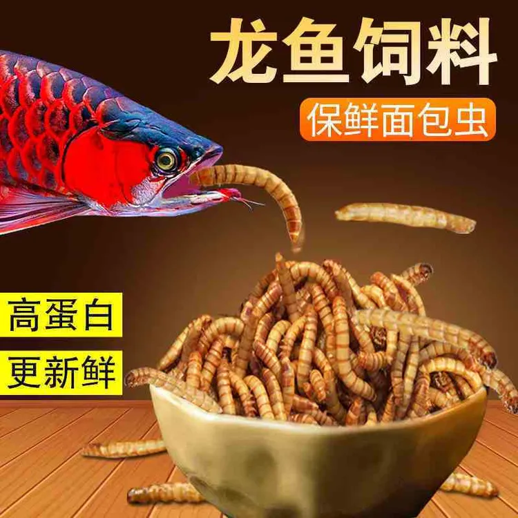 大麦虫活虫鲜活面包虫黄粉虫金龙鱼饲料活体八哥画眉鸟食