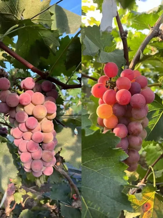 京东包邮巨峰状元红双拼新鲜应季水果鲜甜多汁