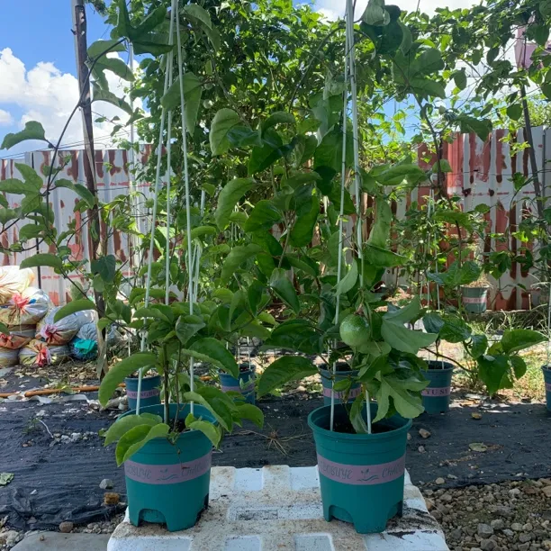 黄金9号百香果超大苗原土原盆花盆带花芽发货南北方可种植结果快