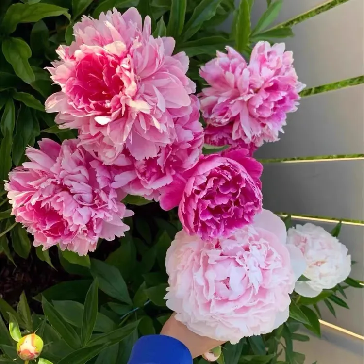 （新疆西藏包邮）混色芍药花种子花籽室外盆栽花卉植物阳台庭院耐寒