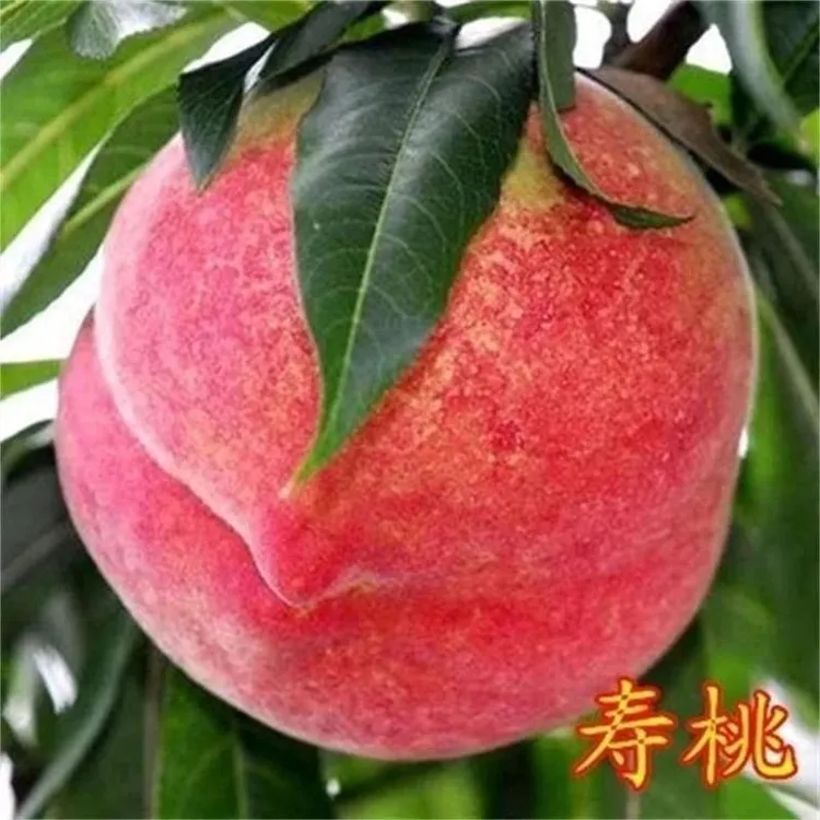 中华大寿桃树苗嫁接新品种寿桃苗南北方种植盆栽地栽大红桃果树苗
