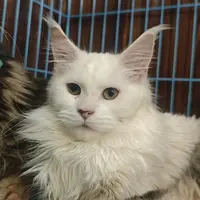 来了姊妹-纯白缅因猫-妹妹-48