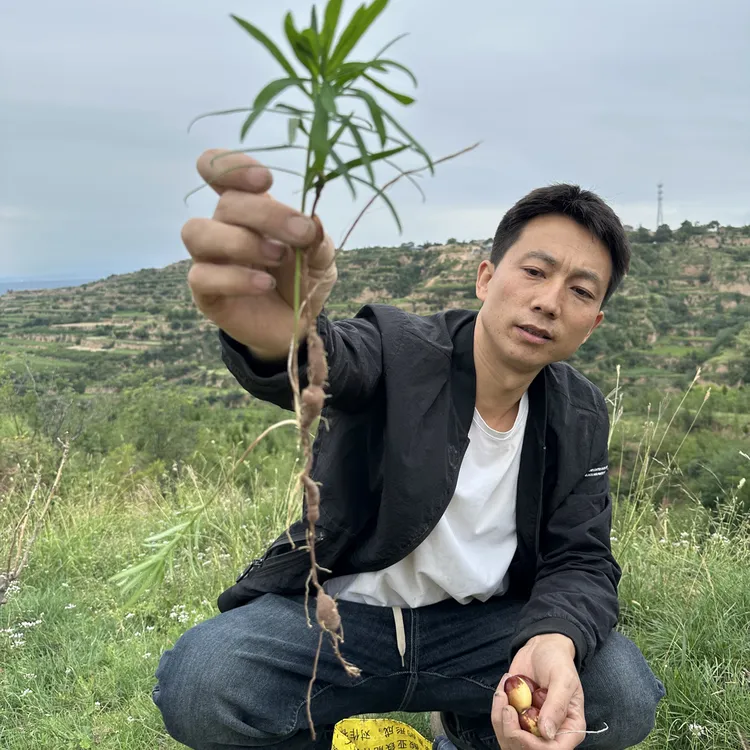 植物深山丘陵生长