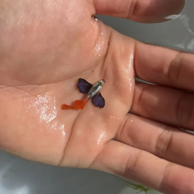 鎏金花蝴蝶孔雀鱼鱼活鱼观赏鱼凤尾鱼热带观赏鱼好养耐活适合新手