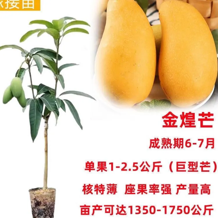 大果金煌芒果嫁接苗，带土带叶，可盆栽地种