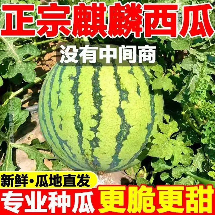 内蒙古麒麟西瓜  现摘新鲜水果薄皮西瓜爆汁甜瓜