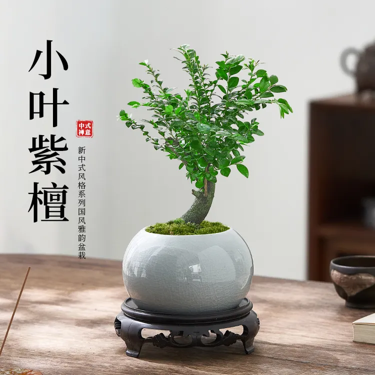 小叶紫檀盆栽黑骨茶老桩盆景客厅室内办公桌面四季好养花卉绿植物