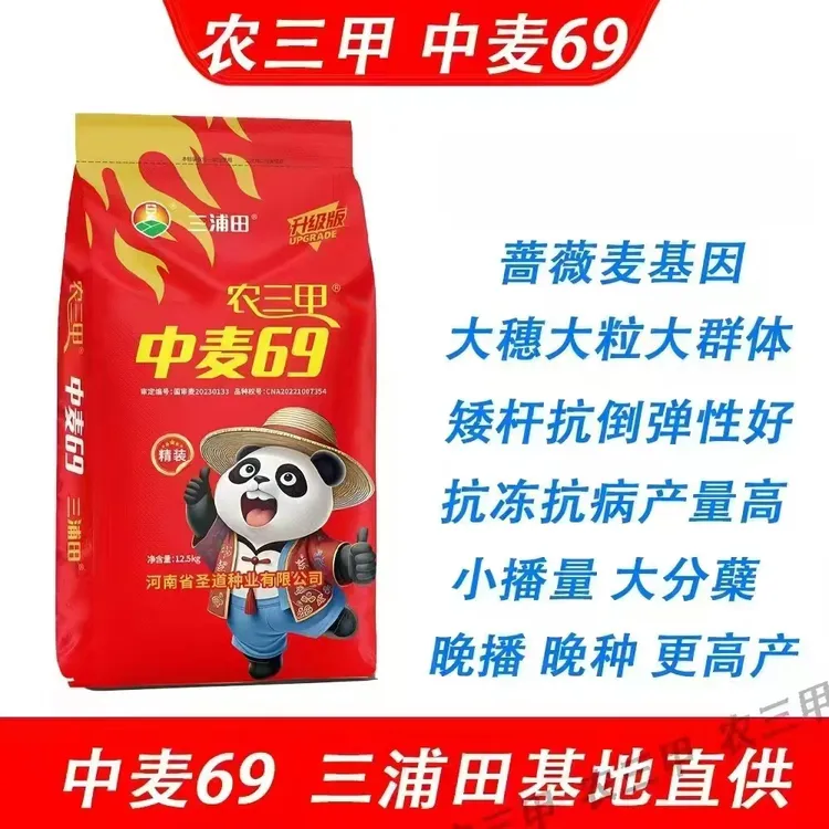 农三甲中麦69小麦种子大穗大粒大群体抗旱抗寒中麦69