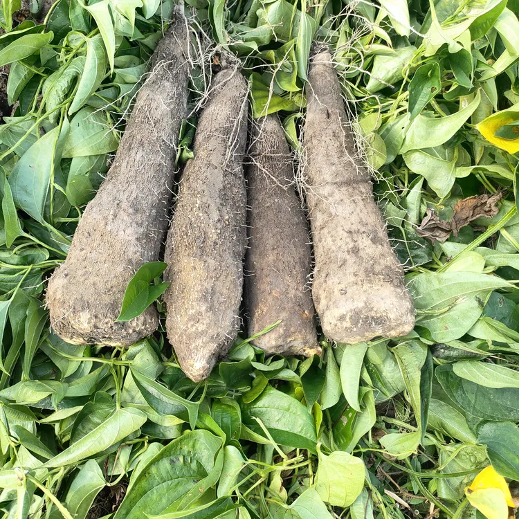 温州文成特产正宗糯米山药精选中段真空包装顺丰直达