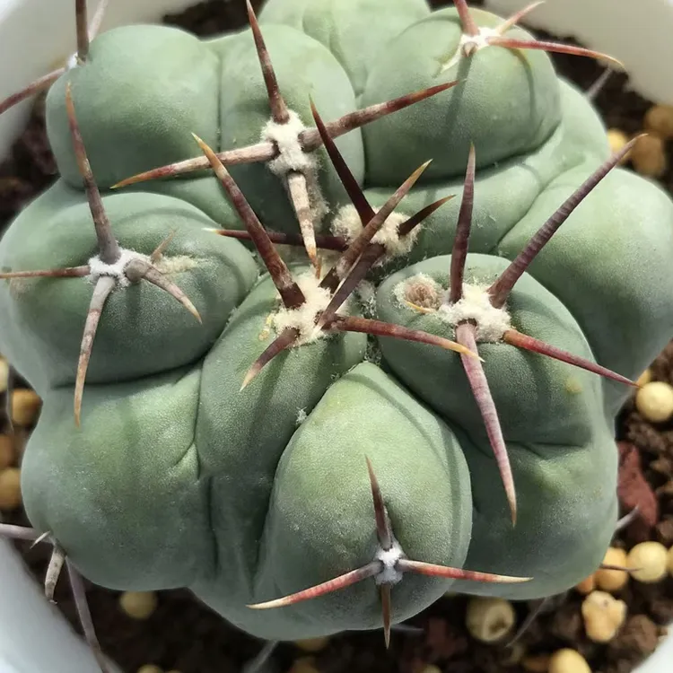 仙人球实生白肌天晃瘤玉属球体冠径6.2厘米多肉植物防辐射实物图
