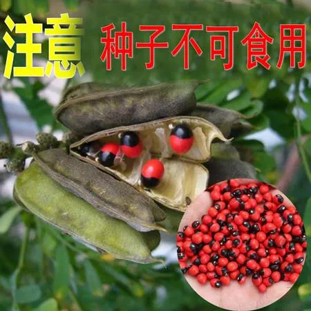 相思豆种子 鸡母珠种子 孔雀豆种子 海红豆种子 美人豆红豆种子