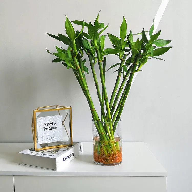 【开运竹】带根40-50公分高富贵竹节节高水培绿植室内办公招财转运