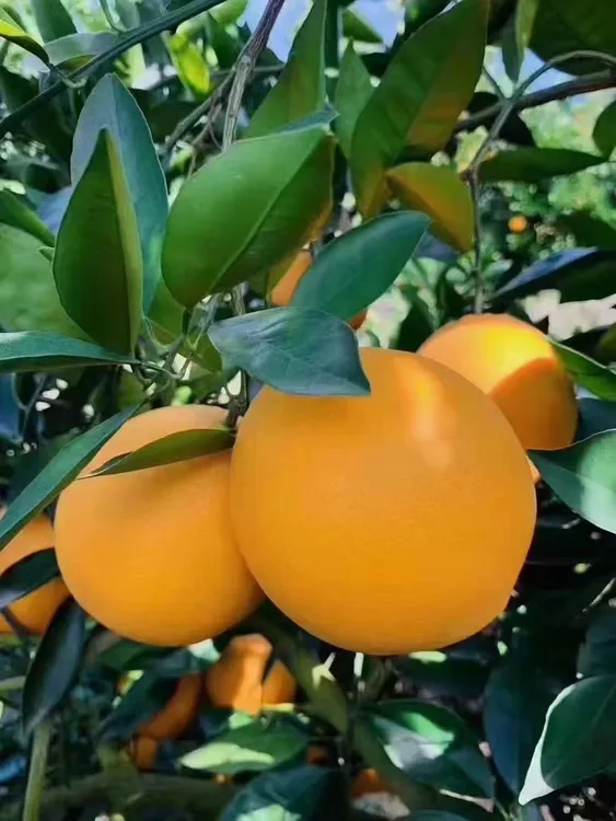 江西赣南正宗脐橙原产地直采现发当季新鲜甜橙皮薄肉厚爆汁无籽