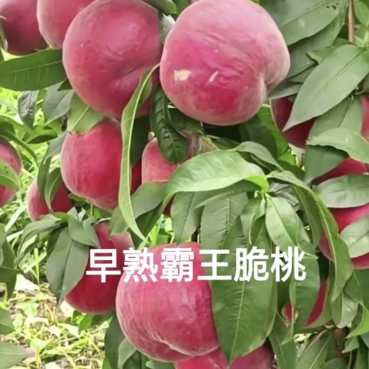 早熟霸王脆嫁接桃树苗南方北方种植水果盆栽地栽当年结果养死包赔