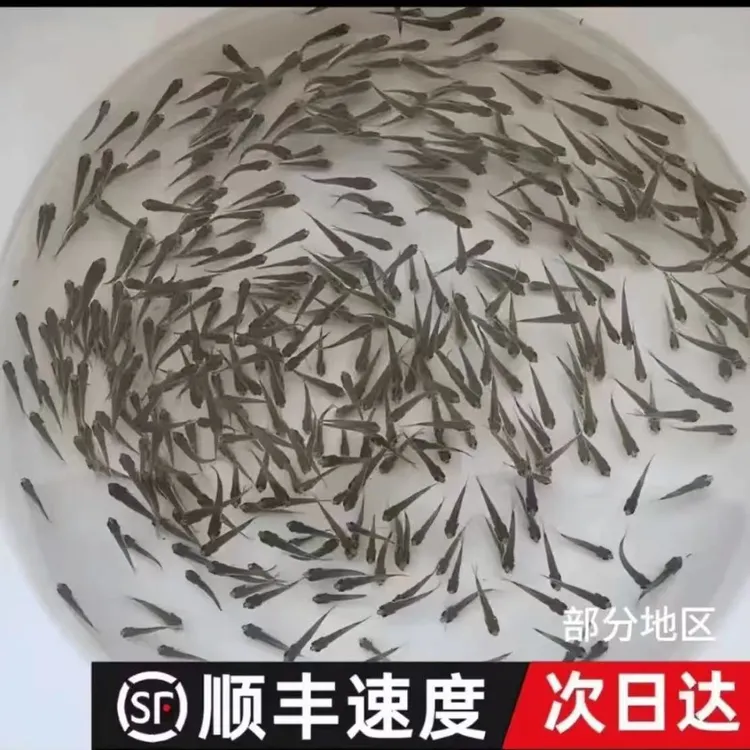 饲饵鱼麦穗鱼小鱼苗喂龙鱼罗汉鳄龟鲜活开口饲料鱼淡水鱼杂鱼