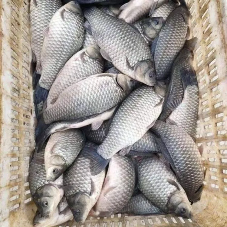 【彭泽鲫鱼】 彭泽大鲫 中科5号 高背鲫 淡水鱼 宠物商品图