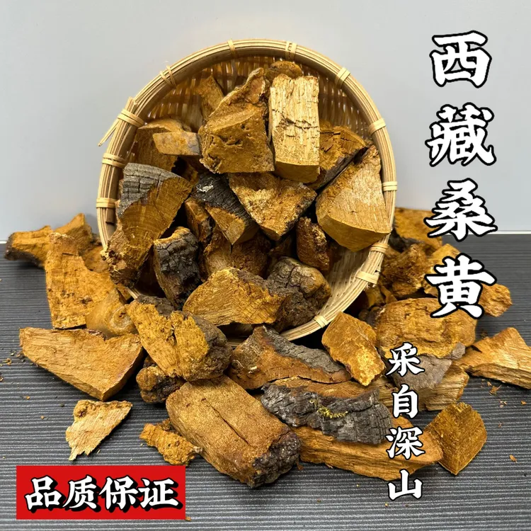 【拍一发三】 西藏桑黄深山密林桑树桑黄粉 冲水即饮