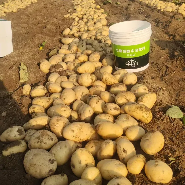齐朵朵腐植酸水溶肥11公斤桶装果蔬通用土豆洋芋马铃薯专用
