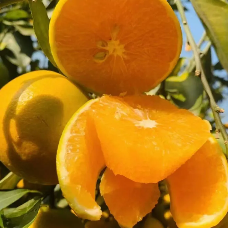 （顺丰快递）正宗廉江红橙老树送礼水果皮薄多汁新鲜现摘现发5-10斤