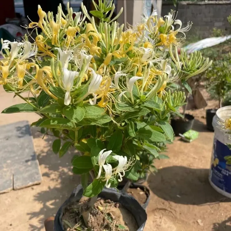 浓香四季开花带花苞金银花铁皮石斛远志树苗阳台庭院爬藤绿化盆栽