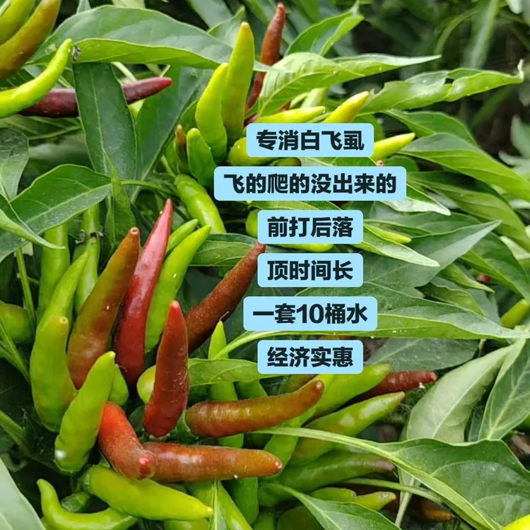 辣椒地白飞虱快速消除