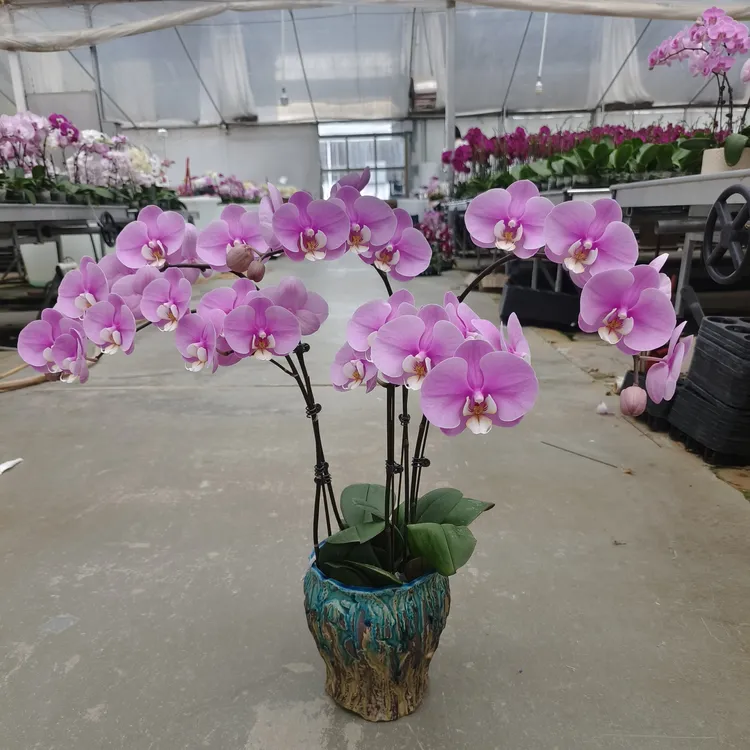 【安娜】粉色经典款蝴蝶兰高端花卉可送礼