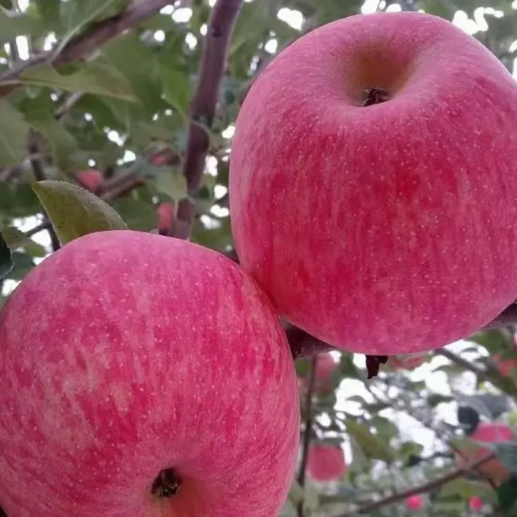 陕西合阳阿珍富士苹果新鲜现摘脆甜可口果肉饱满多汁