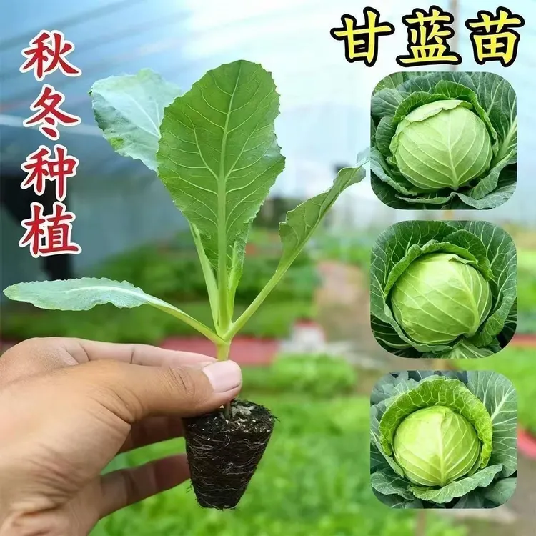 绿甘蓝苗绿包菜圆头包菜四季可种适合庭院菜园阳台盆栽蔬菜苗种植