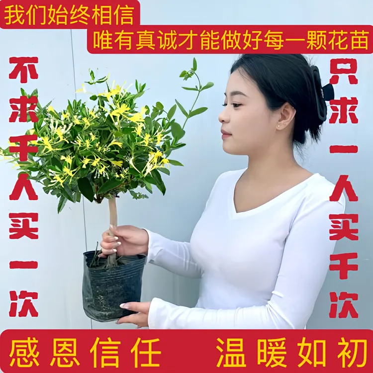 黄白金银花四季开花盆栽阳台泡茶食用香水藤带土带盆金银花树苗