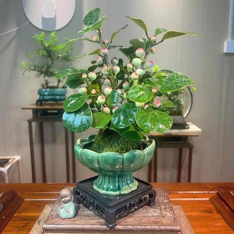 小盼菩提树禅意盆栽植物室内桌面四季客厅观叶办公室绿植好养盆景