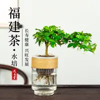 水培绿植物小叶福建茶盆景悬崖造型盆栽老桩办公室内