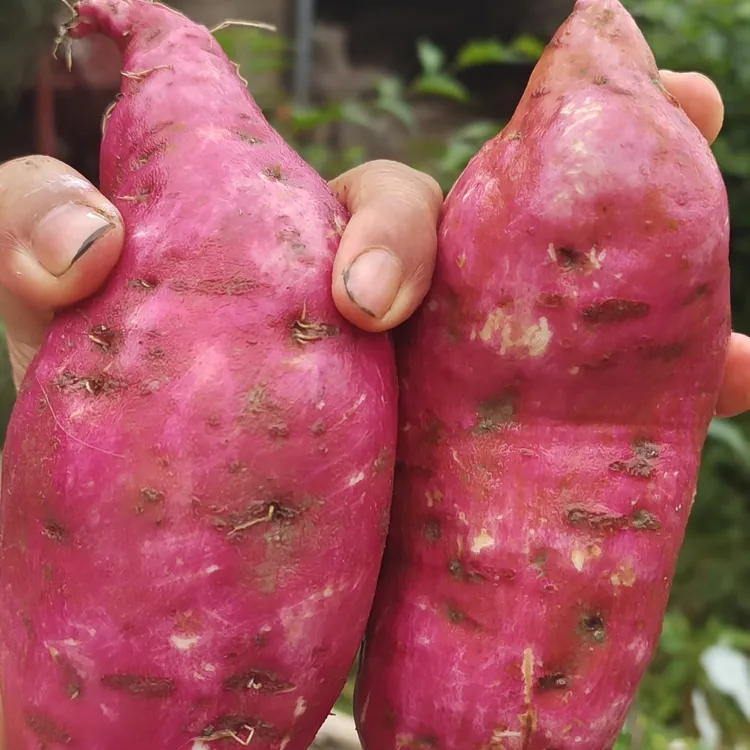武陵山面新鲜红苕红皮面薯红薯批发附近美食姑娘