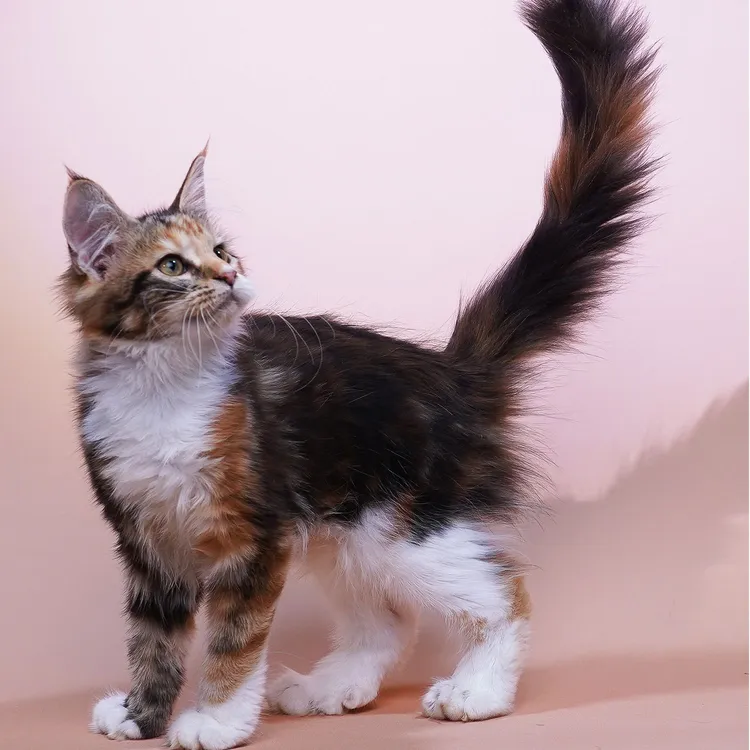 活体幼猫纯种大体缅因库恩猫温柔巨人家庭陪伴类型的纯种缅因猫咪