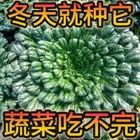 AA耐寒乌塌菜菜种子黄心乌塌菜籽乌塔菜种籽秋冬青菜蔬菜种孑