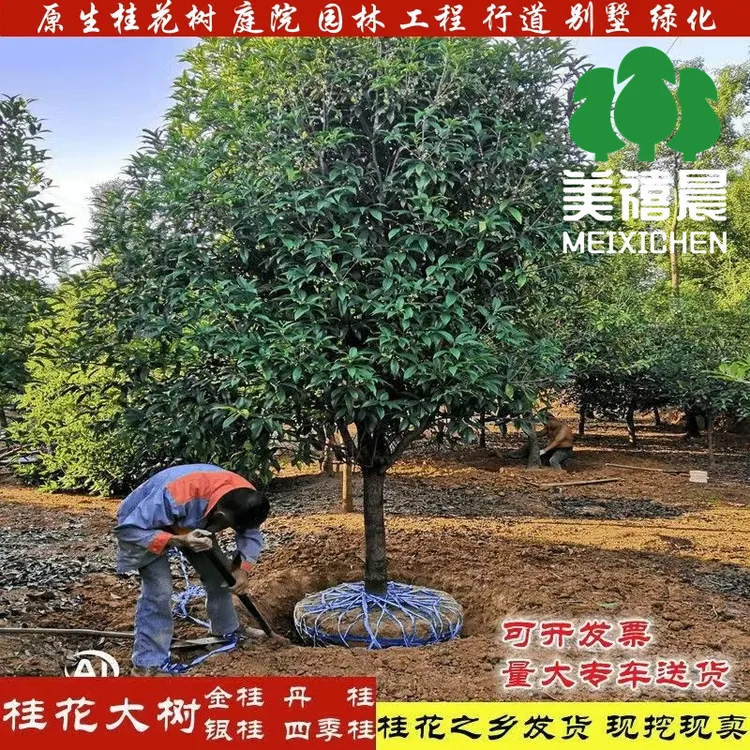 桂花树一物一拍金桂丹桂状元红四季桂盆栽庭院绿化种植桂花树苗