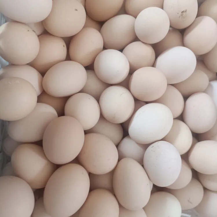 正宗农家散养柴鸡蛋新鲜营养适合孕妇