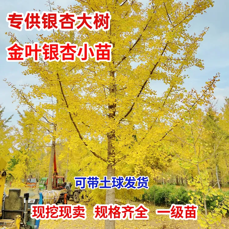 银杏树金叶银杏大型绿植