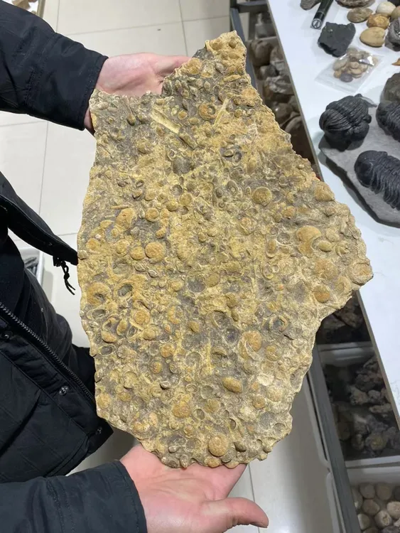 大块马尼菊石群板 创意礼品礼盒摆件