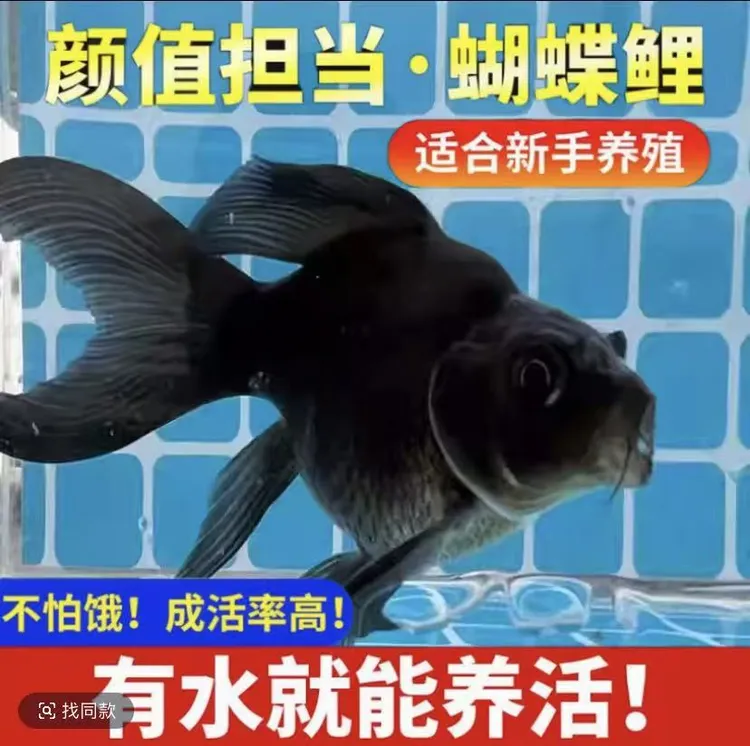 高品质黑色蝴蝶鲤观赏鱼好养耐活冷水鱼鱼鱼观赏鱼鲜活观赏鱼锦鲤