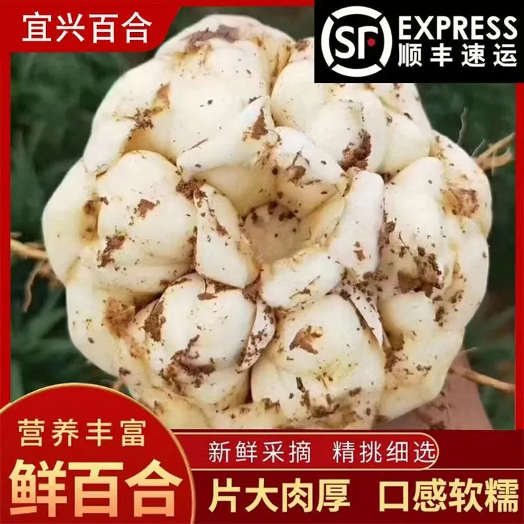 (精品果5斤 顺丰包邮)2025宜兴新鲜食用百合药食同源微苦现挖发货