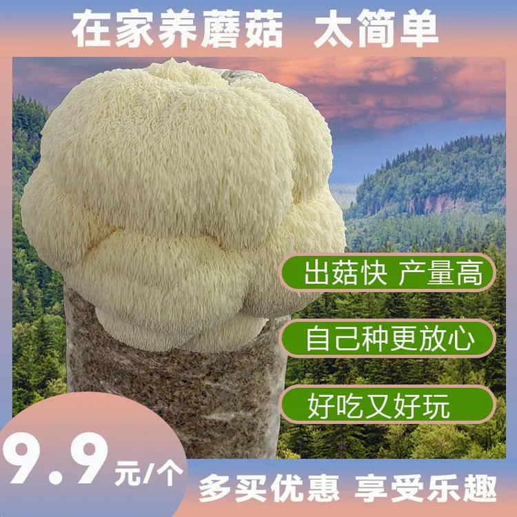 【猴头菇包邮】蘑菇菌包菌棒盆栽家庭种植好玩又好吃基地直销好养活