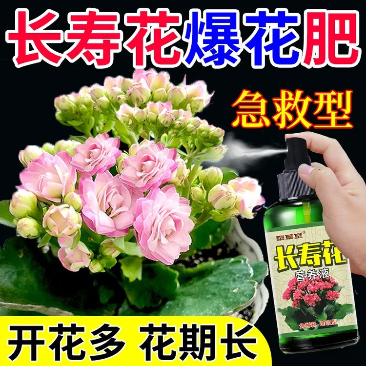长寿花营养液专用四季催花促开花延长花期防烂根黄叶白粉爆花肥料