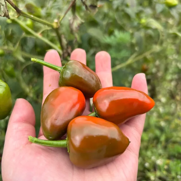 贵州新鲜现摘露天种植香味十足灯笼椒青红辣椒皱皮椒适合炒菜腌泡