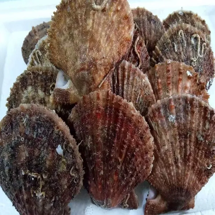 （买5斤送半斤）威海原浆扇贝栉孔贝保鲜不包活（大小通装开口正常）