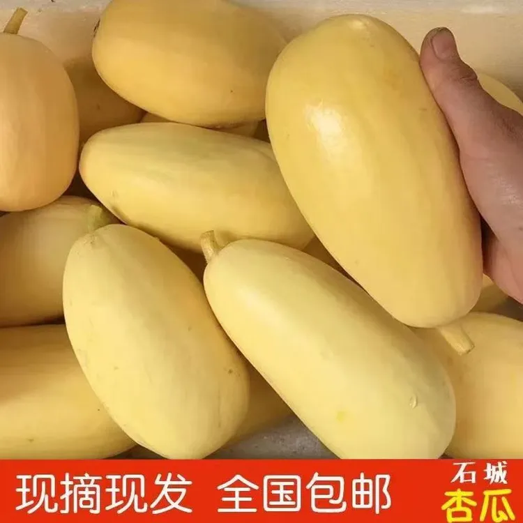 江西石城杏瓜赣南特产农家自种现摘现发新鲜采摘时令蔬果杏瓜笋瓜