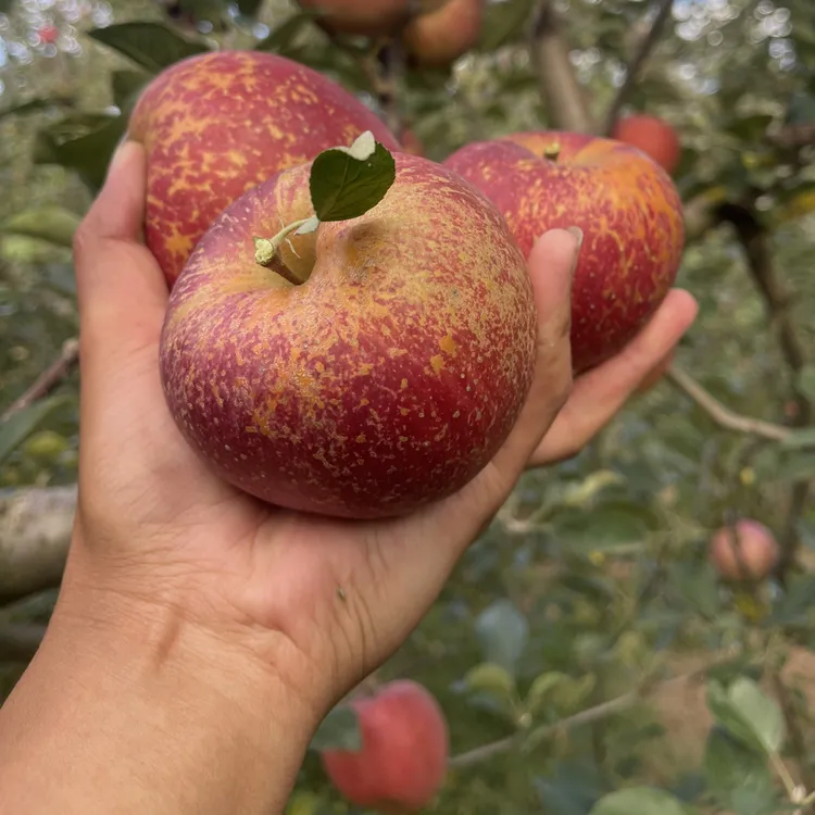 昭通冰糖心苹果丑苹果云南昭通，脆甜多汁，高山生态种植，新鲜采摘