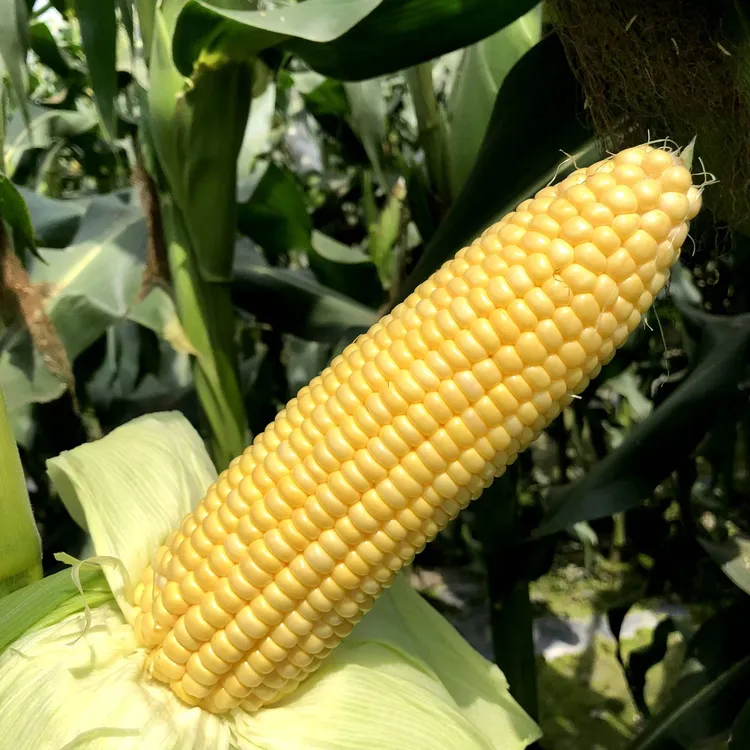 【泰美甜3号】水果玉米种子高产抗旱抗虫大棒-种植区域详询客服