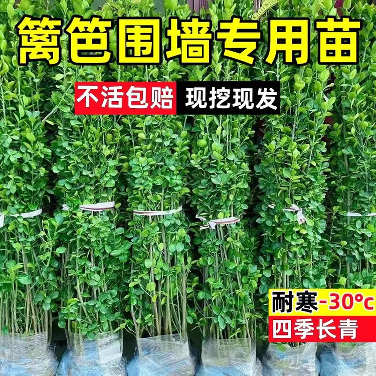 北海道黄杨冬青苗大叶篱笆植物四季常青绿化庭院围墙围栏绿篱树苗
